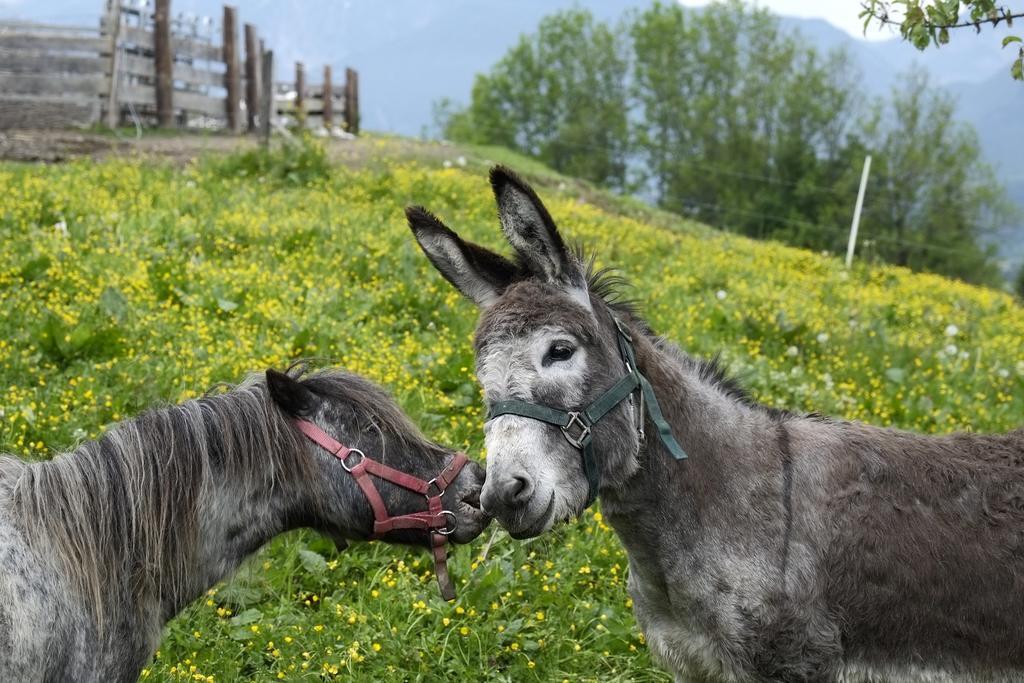 Christernhof Villa Maria Alm am Steinernen Meer Eksteriør bilde